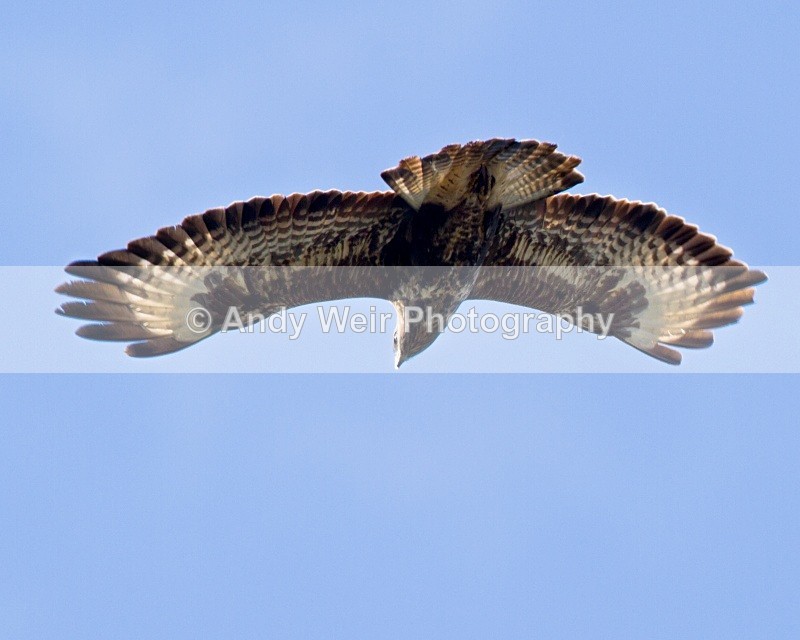 20101017-1868 - Common Buzzard