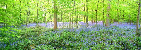 Panoramic landscape of Bluebells