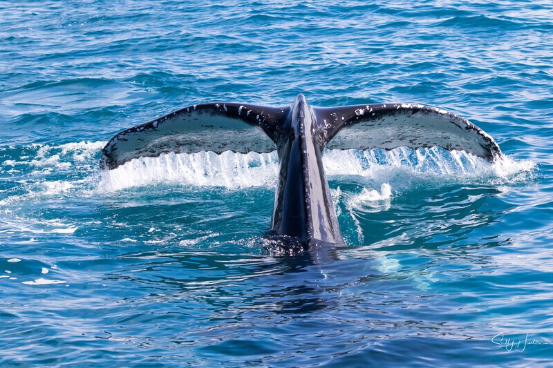 Fluke Splash 7