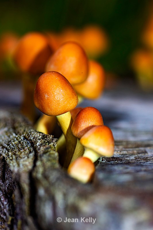 Sulphur Tuft Fungi - DSC_1845 - Fungi