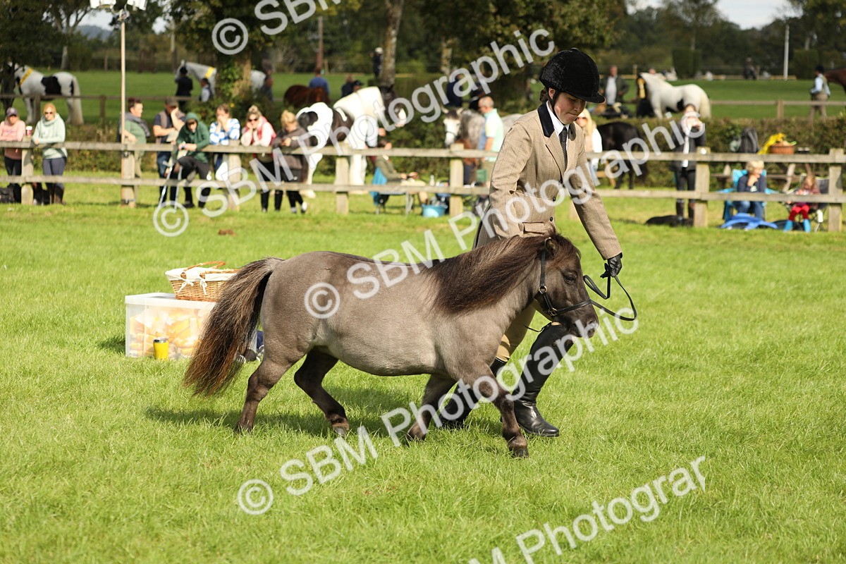 SBM_62798 - S46 - Mountain & Moorland In Hand Small Breeds