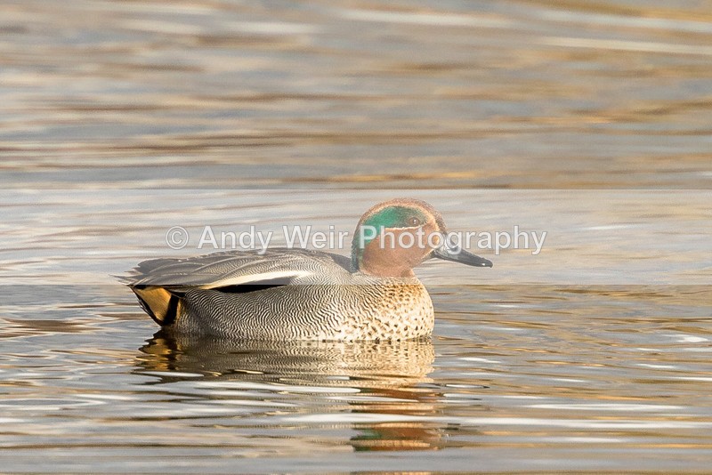 20170207-8E0A3368 - Teal