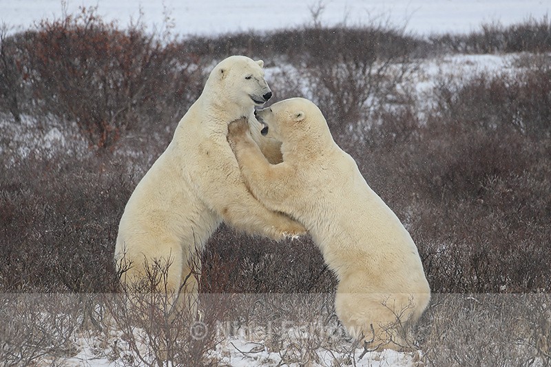 Polar Bears on hind legs during sparring, Churchill, Canada - Polar Bear