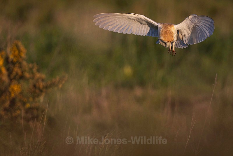 BARN OWL 2025 3 - BARN OWLS