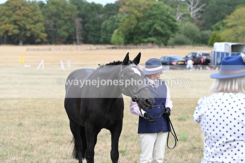 WJ6_6326 - Class 19 In-hand Veterans (Uploaded correct folder)