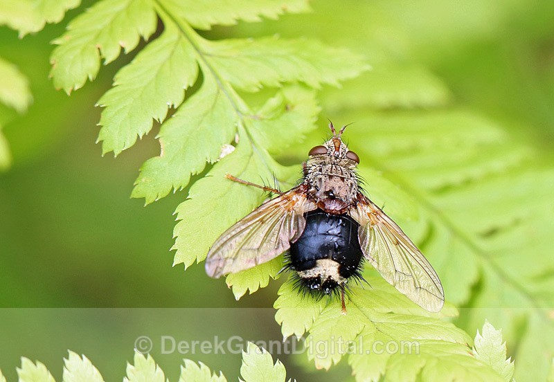 Tachinidae: Epalpus signifier - Bees, Beetles, Bugs