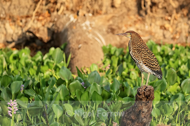 Rufescent Tiger-heron (juvenile) perched, Corixo Negro, Brazil - Rufescent Tiger-heron