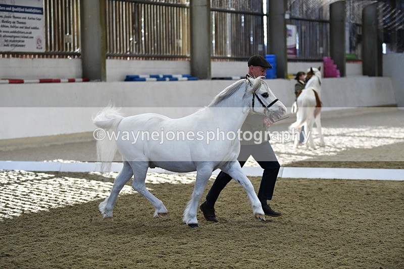 WJ5_3649 - Class 5 In Hand Veterans