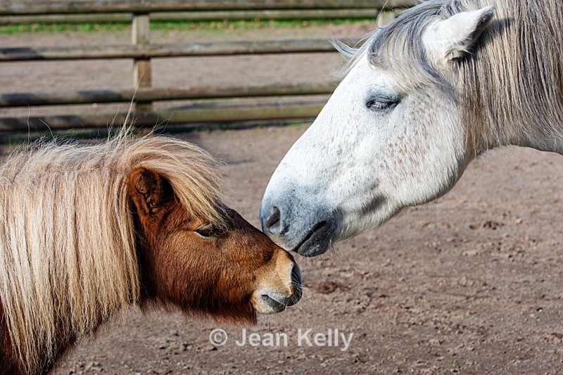 Highland Pony and Shetland Pony - DSC_0882 - Horses, Ponies and Donkeys