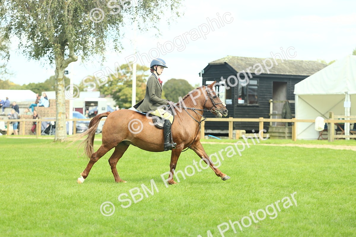 SBM_44560 - S31 - Working Hunter Pony