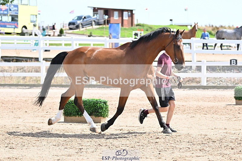 240717A-150313-02485 - Trot Up 3pm to 4pm
