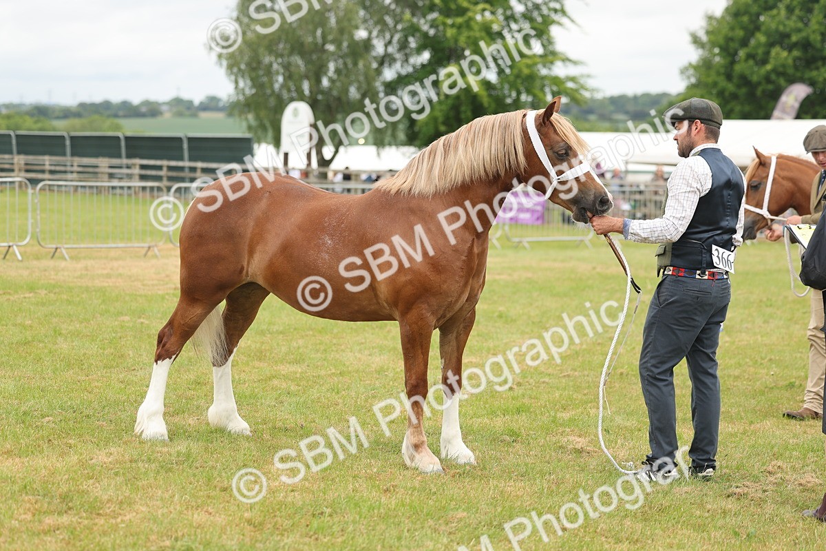 SBM_05015 - Class 50-57 - M&M Welsh Pony In Hand