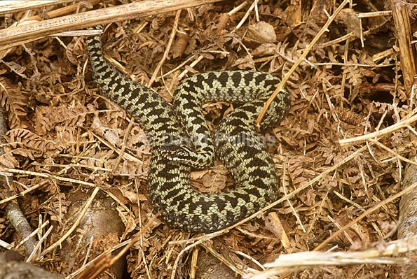 Adder (2) - Reptiles & Amphibians