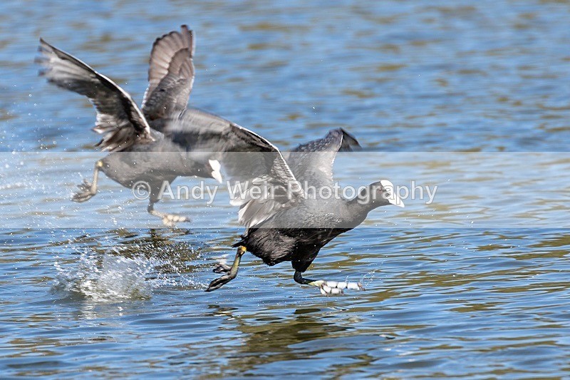 180419-Yarrow0019 - Rails & Coots