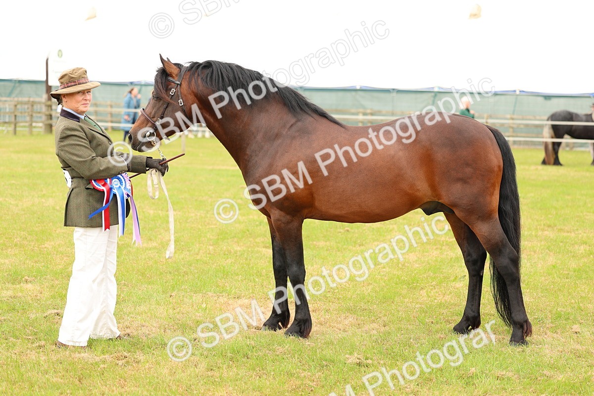 SBM_03585 - Class 58-67 - M&M Non Welsh Pony In hand