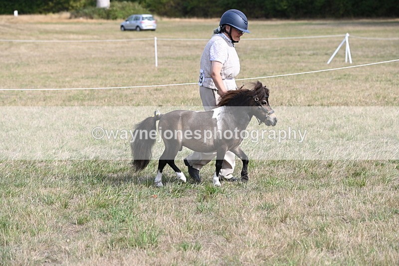 WJ6_6831 - Class 21 Shetland & Mini Horses