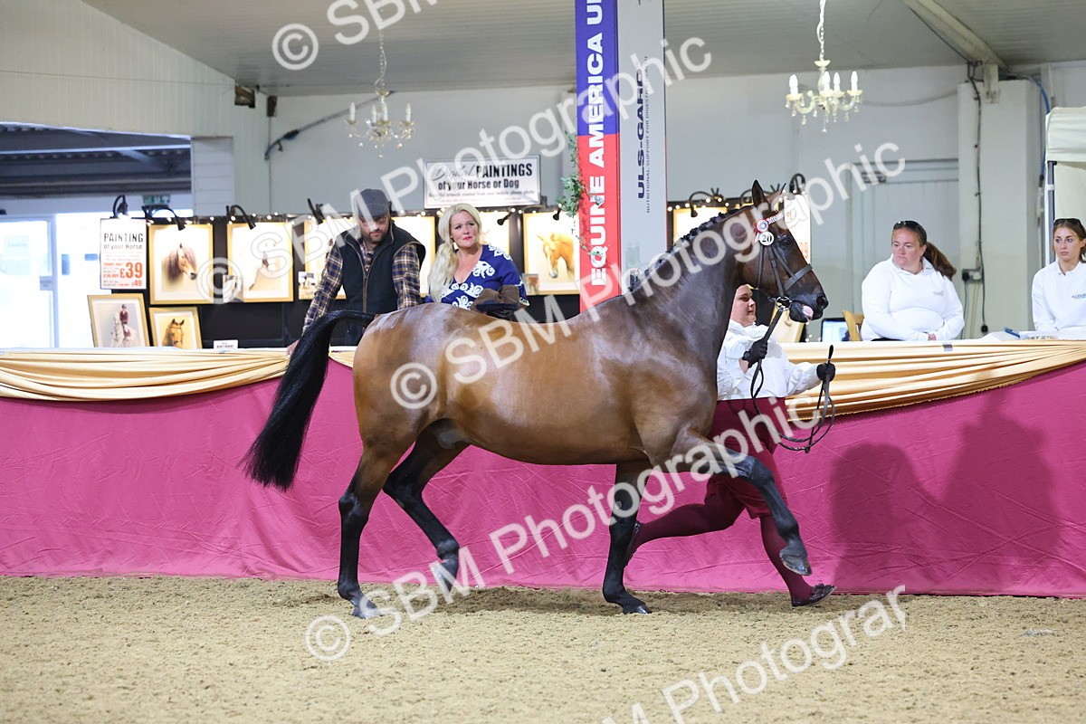 SBM_18814 - Class E IH Horse Champ