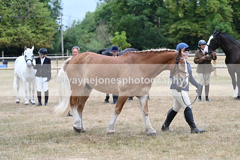 WJ7_9828 - Class 5a Most Handsome Gelding (above 14.2hh)