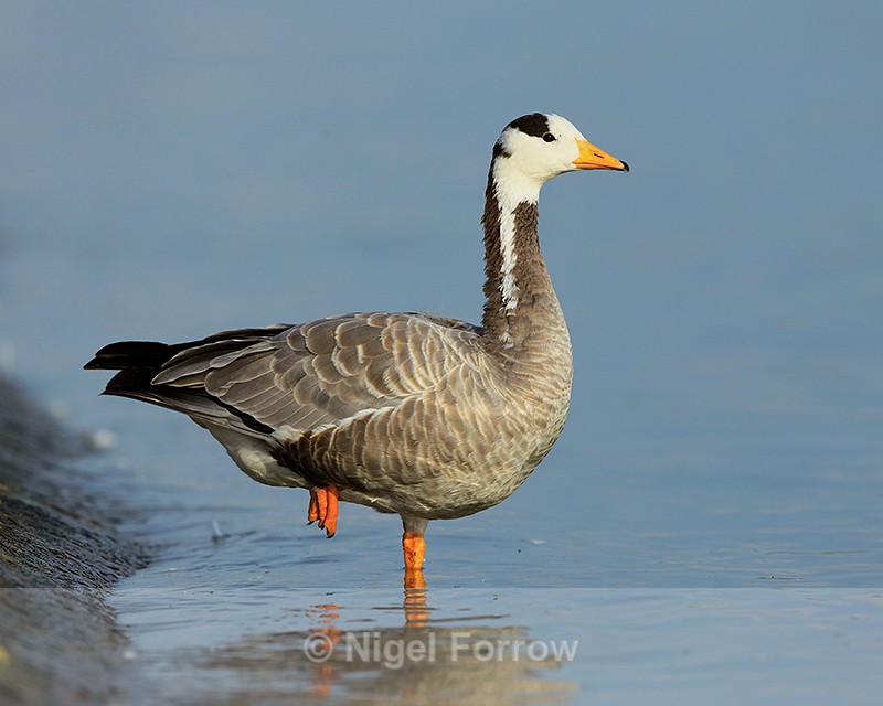 Bar-headed Goose standing on the edge of Farmoor 2 - Bar-headed Goose