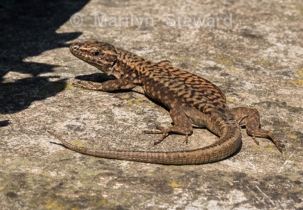 Lake Garda -47 - Lake Garda, Verona and Venice