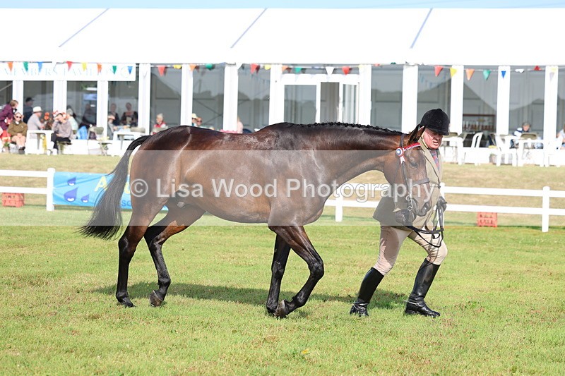 3E7A8343 - Class 2: Rising Star Large Hack/Riding Horse