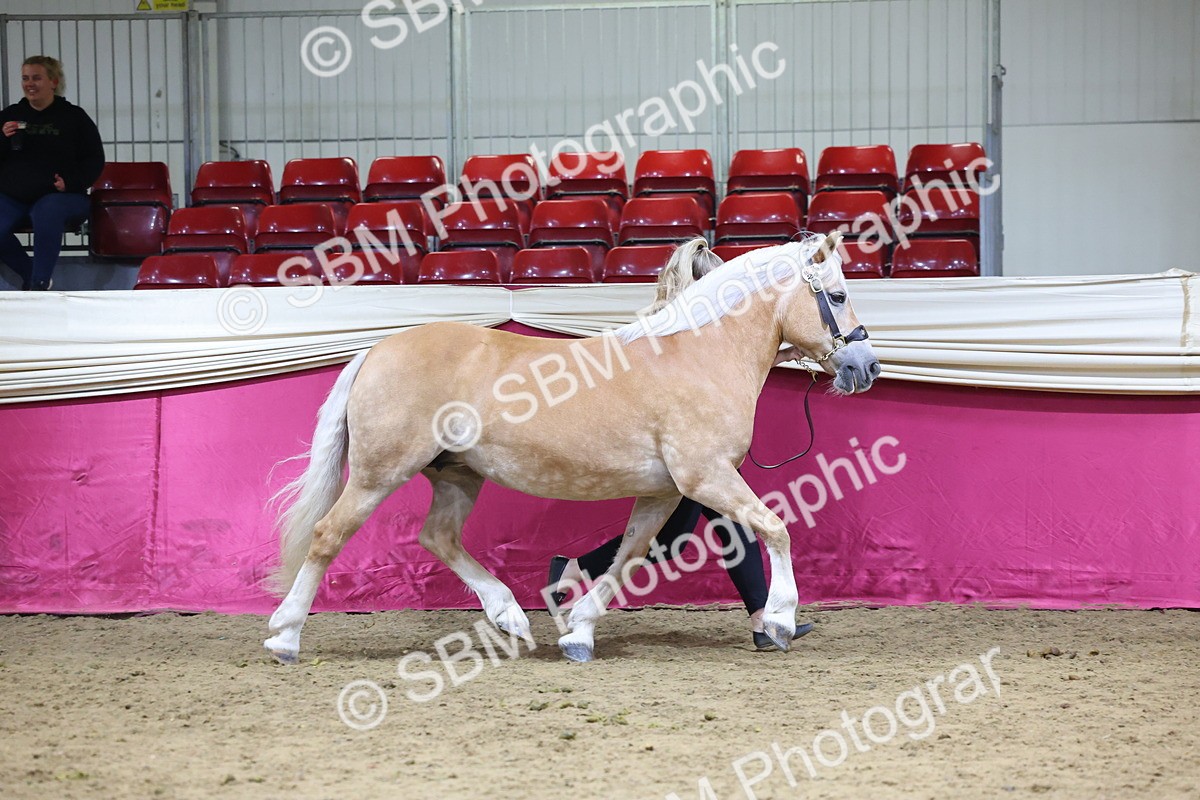 SBM_18688 - Class D IH Pony Champ