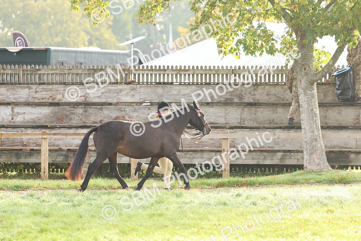SBM_54817 - S39 - Starters In Hand Showing