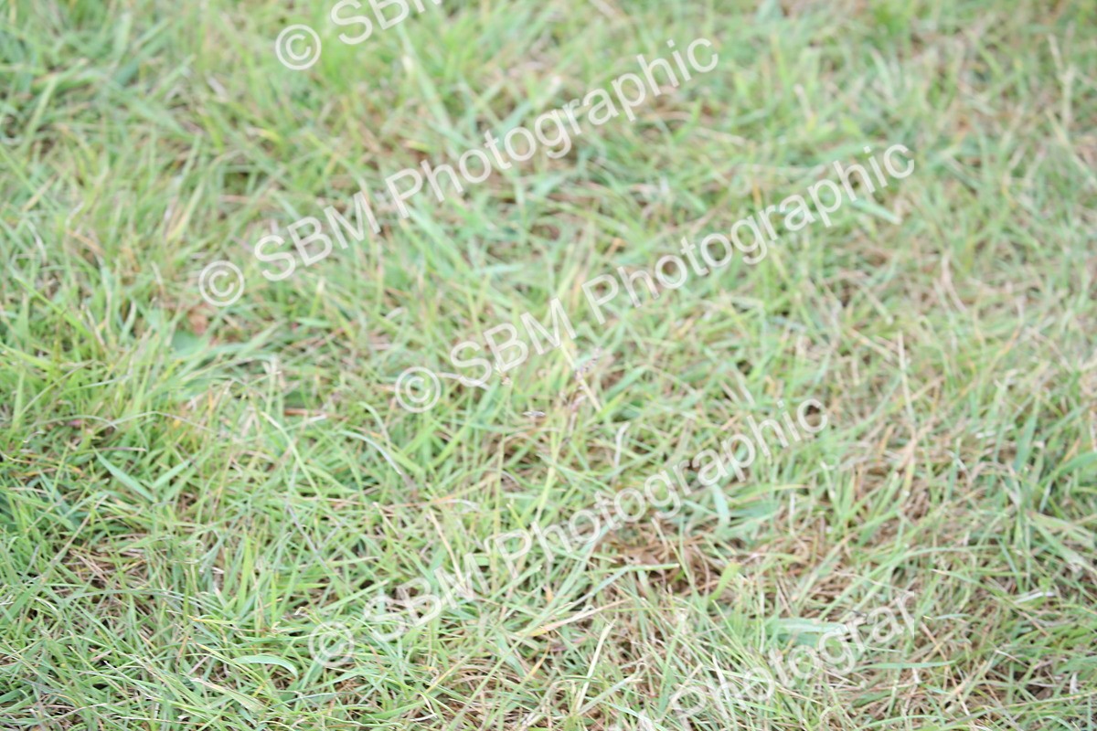 SBM_03855 - Class 23-25 - British Miniature Horse of the Year