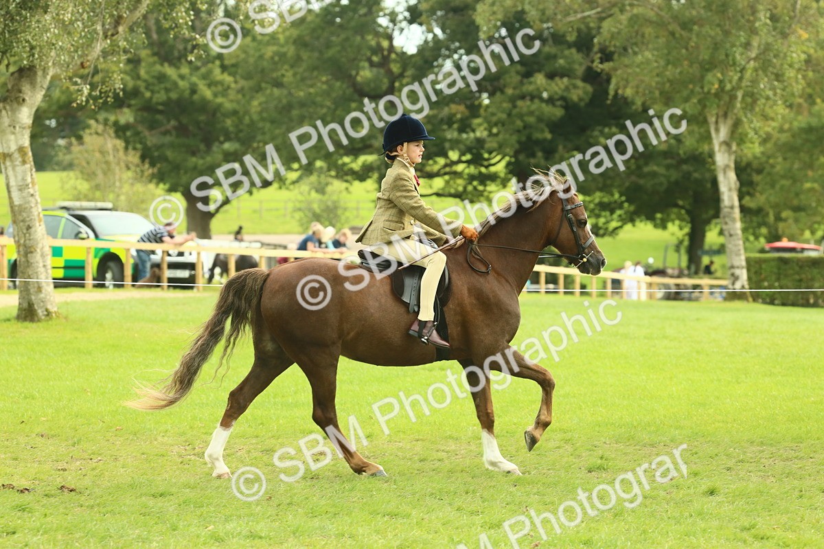 SBM_69826 - S59 - Mountain & Moorland Ridden Small Breeds