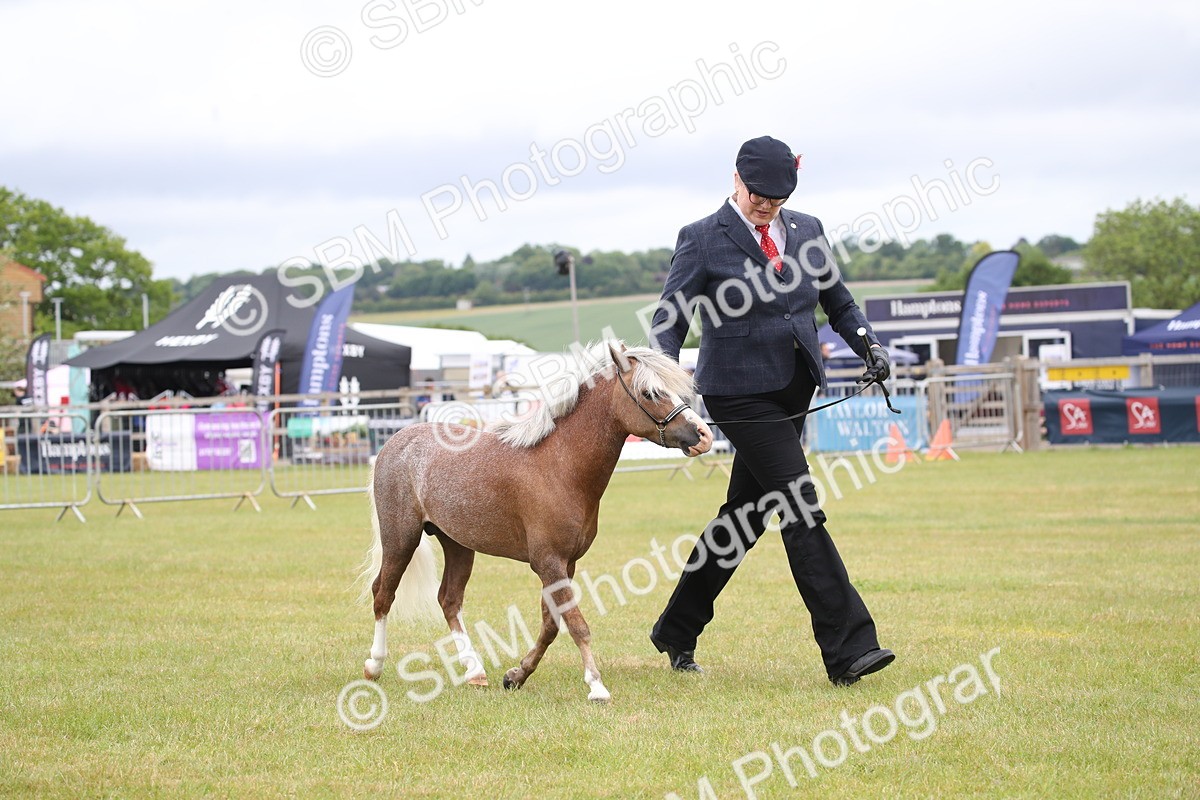 SBM_03806 - Class 23-25 - British Miniature Horse of the Year