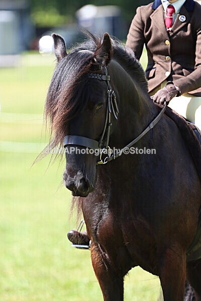 IMG_4384 - Working Hunter