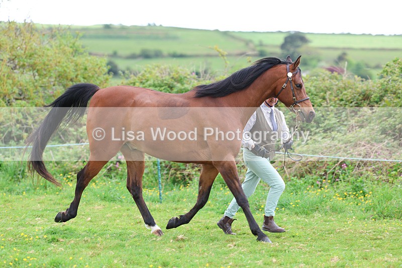 3E7A0770 - In Hand Championship