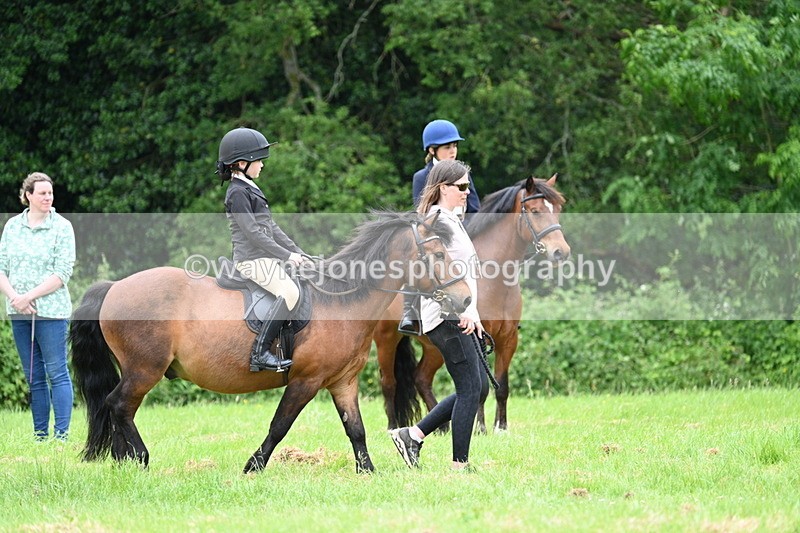 WJ7_4088 - Class 14A Handsome Gelding