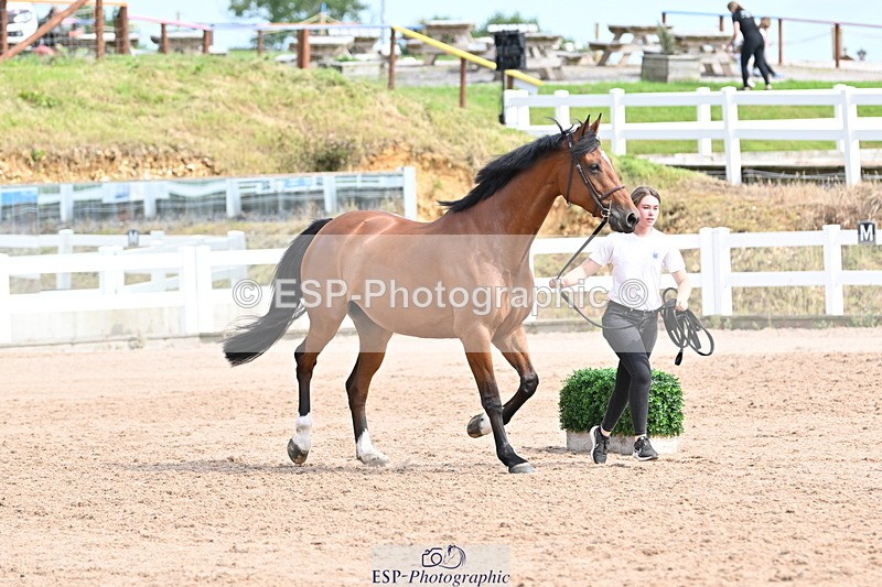 240717A-162309-03430 - Trot Up 4pm to 5pm