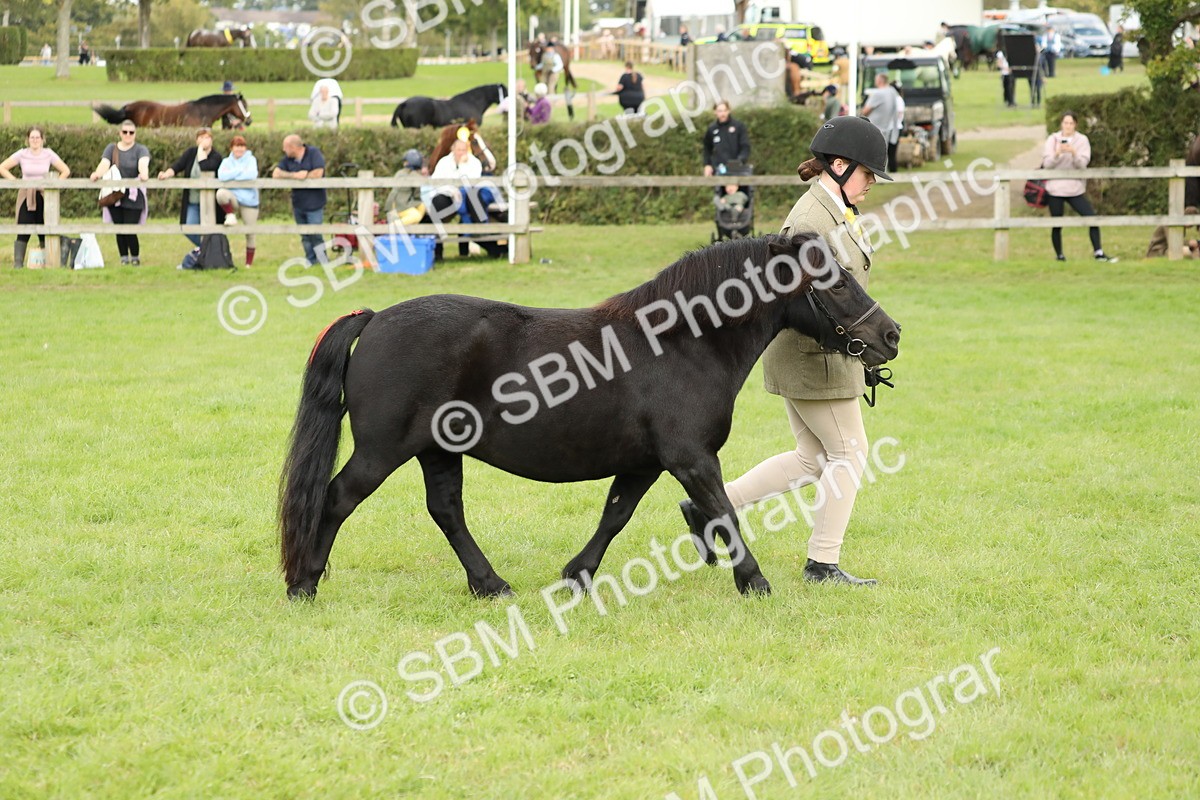 SBM_62783 - S46 - Mountain & Moorland In Hand Small Breeds