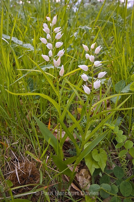  - Orchids - Various