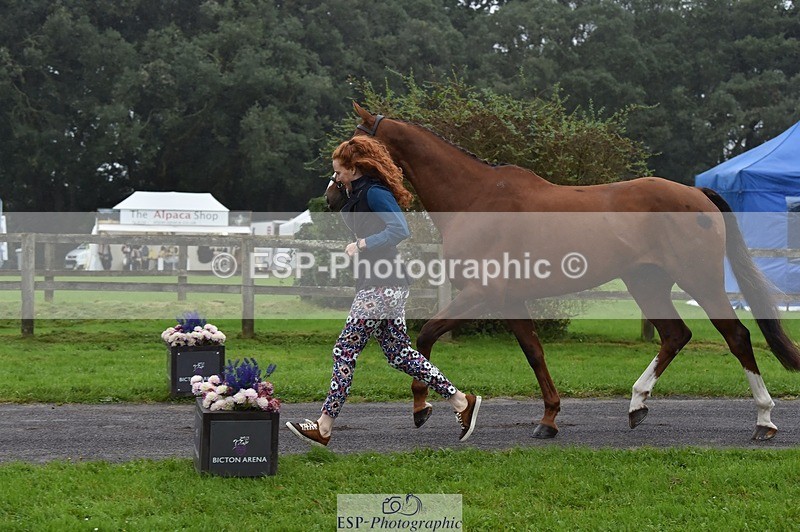 231018-115826-00013 - 002-CHILLI.BILL-Alicia.Wilkinson-TrotUp