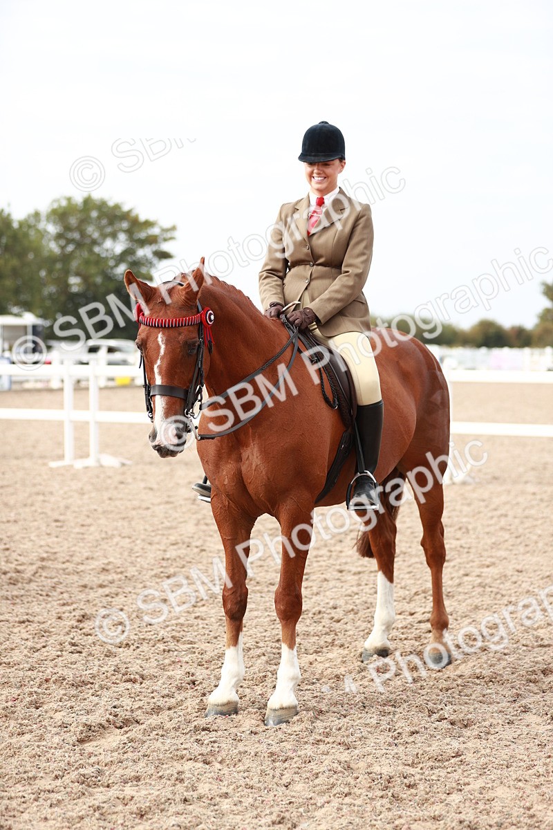 SBM_17566 - Class 215 Ridden Hack/ Riding Horse