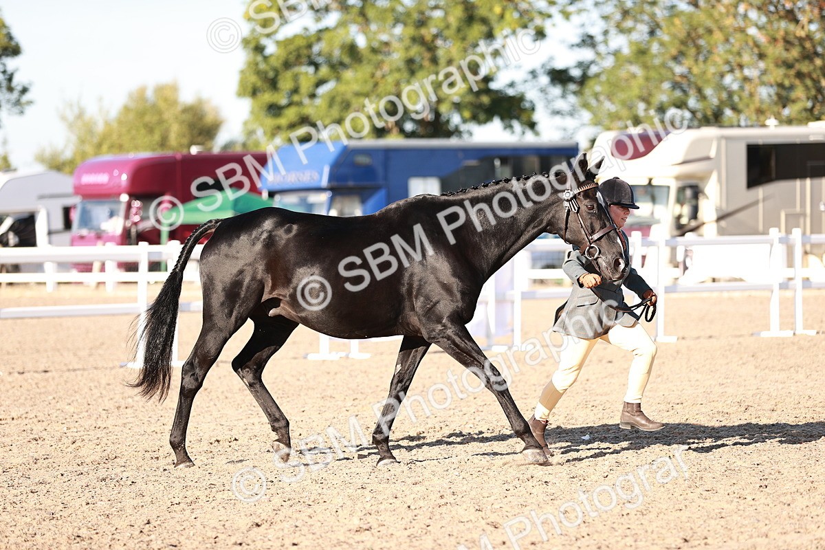 SBM_11168 - Class 401 - IH  Veteran horse