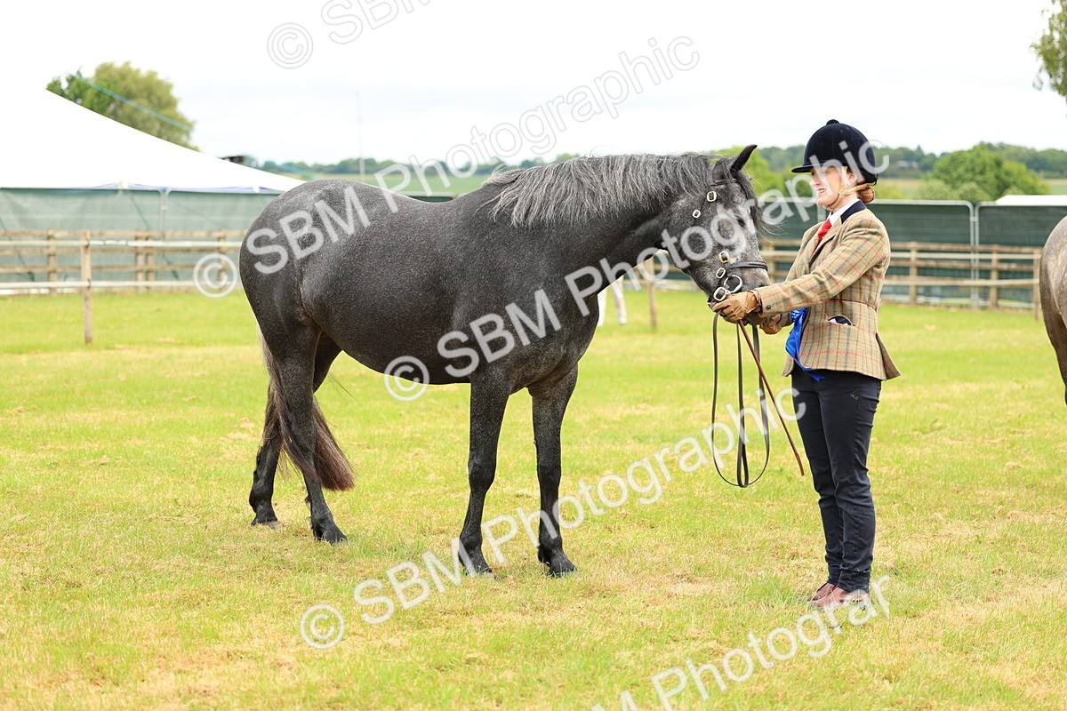 SBM_04126 - Class 64-67 - Shetland Pony In Hand