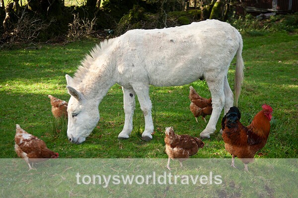 Donkey with Chickens 2, Ireland - IRISH FARM ANIMALS