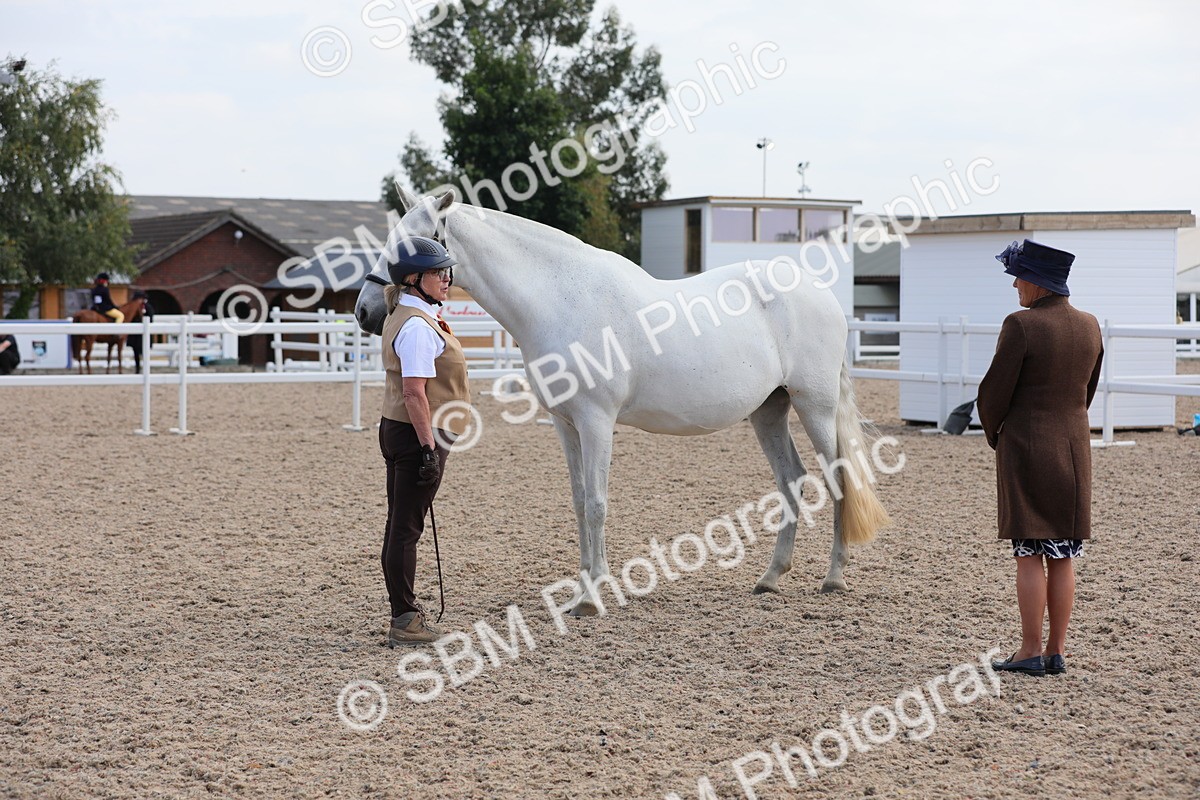 SBM_15822 - Class 312 IH Competition Horse/Pony