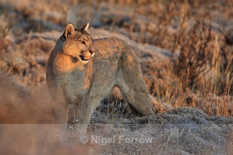 Puma Petaca near Laguna Goic, Torres del Paine, Chile - Puma