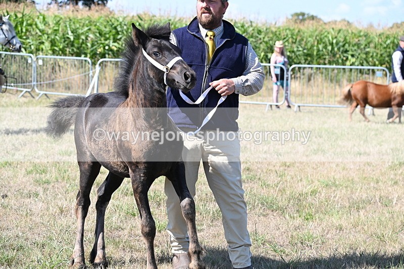 WJ6_4684 - Class 17 Mountain & Moorland