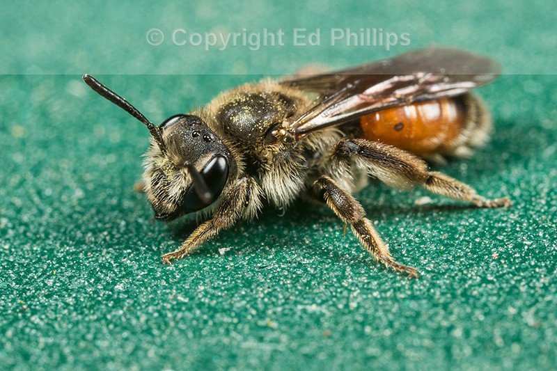 Andrena labiata (f)