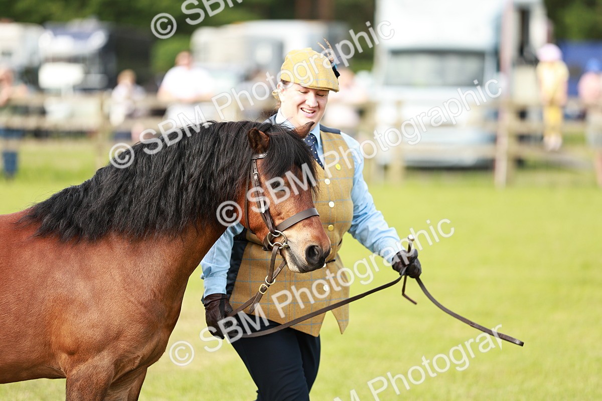 SBM_00531 - Class 14-23 - Mountain & Moorland In Hand Non Welsh