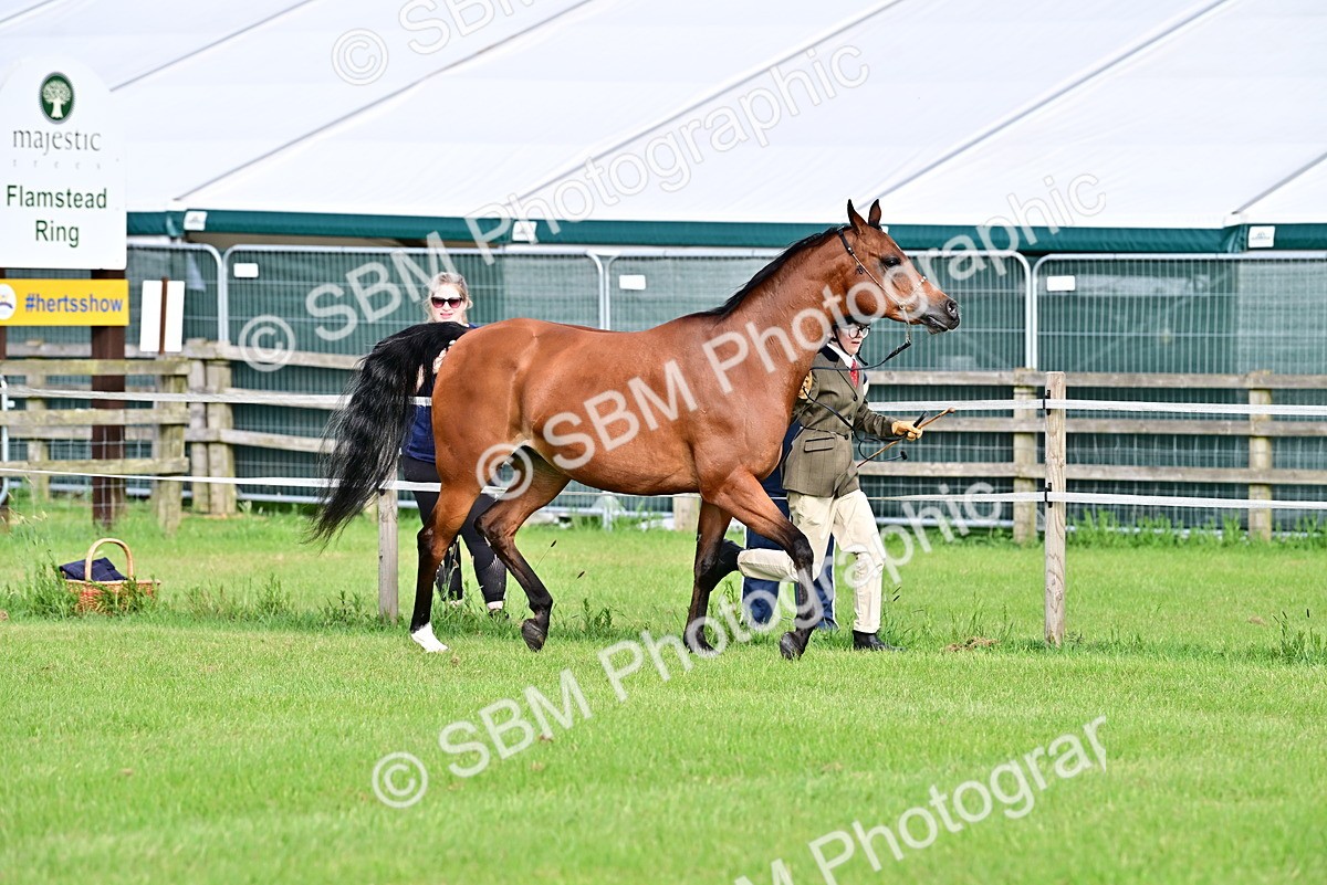 SBM_00015 - Class 46-49 - Arab and Part Bed-Anglo Arab In Hand