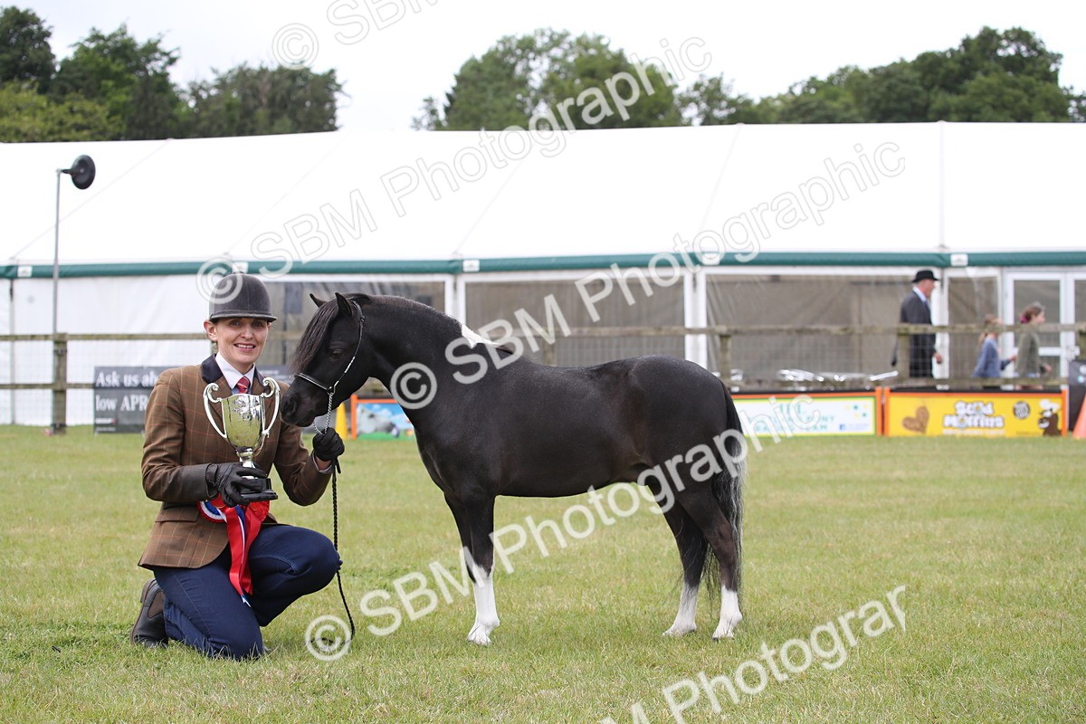 SBM_03572 - Class 23-25 - British Miniature Horse of the Year