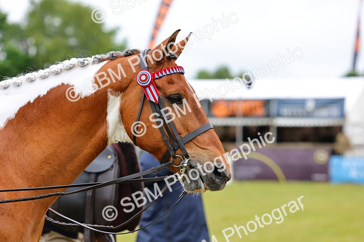 SBM_02547 - Class 9-11 Side Saddle including LIHS Rising Star Ladies Show Horse