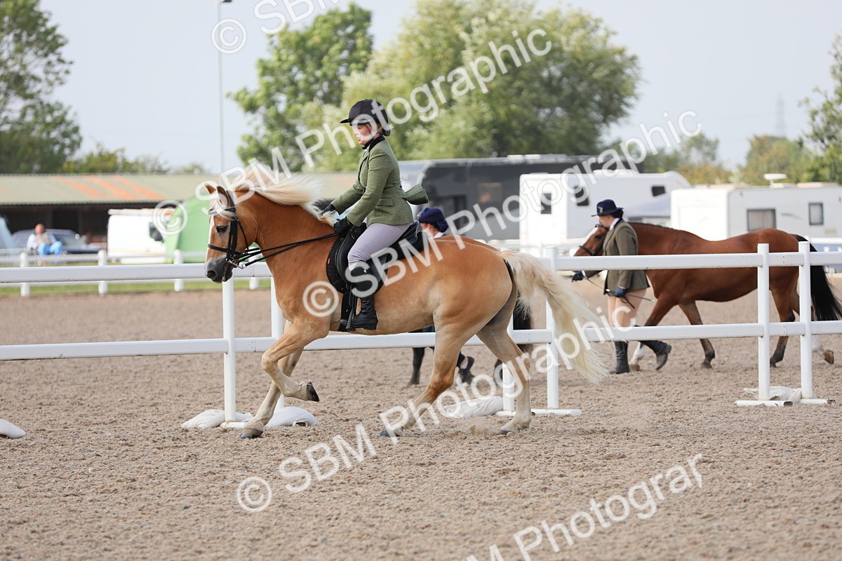 SBM_11429 - Class 305 Ridden Foreign Breeds- Pure Bred